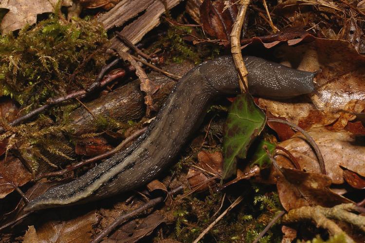 Limax cinereoniger.